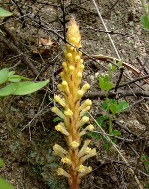  p>毛药列当(学名:orobanche ombrochares hance),是 a href="#">双子