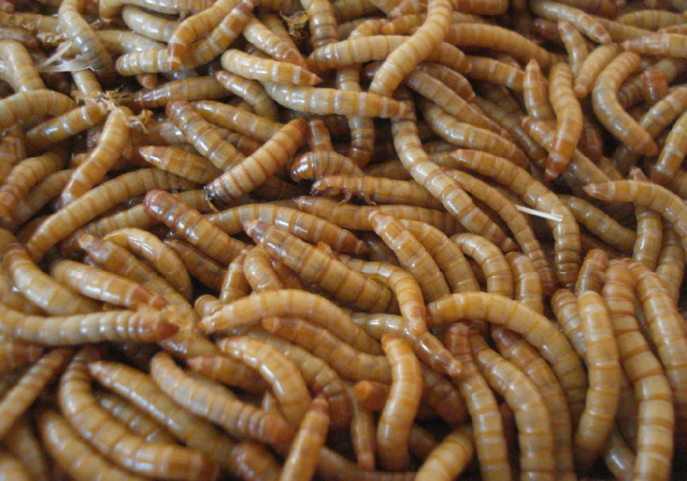  p>黄粉虫俗名面包虫,为鞘翅目拟步行科粉甲属的昆虫.