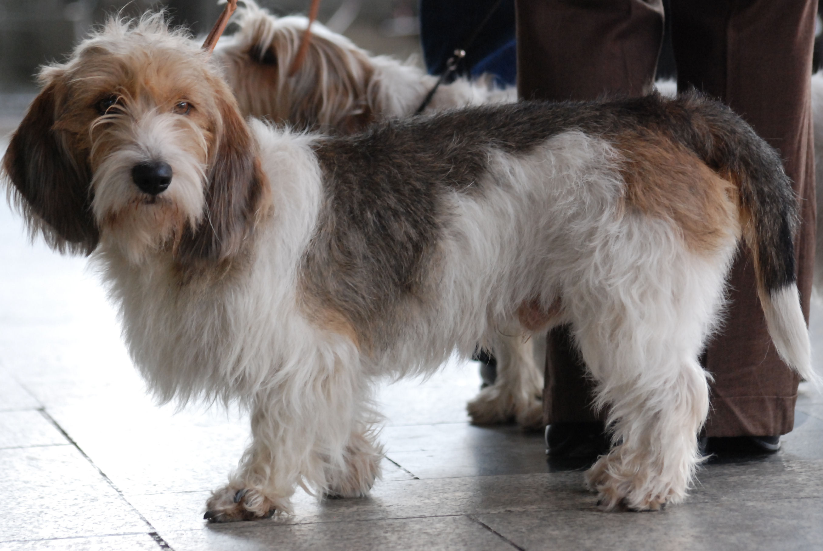basset griffon vendeen 小型格里芬巴塞特犬,一种有许多小斑点的法国