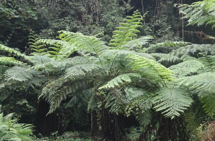  p>阴生桫椤(学名: i>alsophila latebrosa /i>),为真蕨目 a href="#"