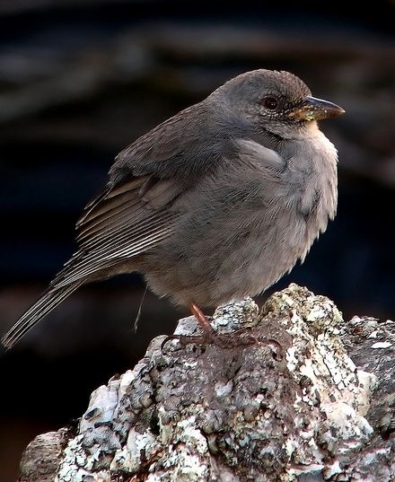  p>短尾雀鹀属小型 a target="_blank" href="/item/鸣禽/2173587"