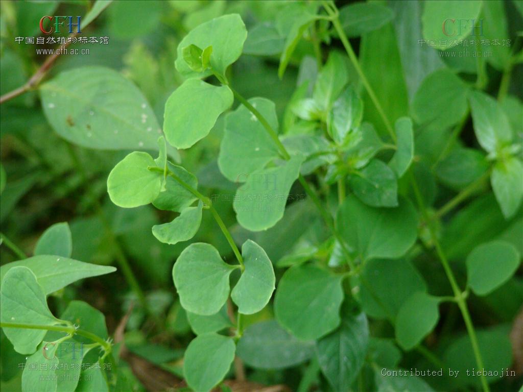  p>荷莲豆草(学名:drymaria diandra blume)是 a target="_blank"