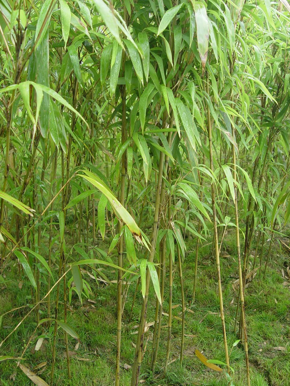  p>茶竿竹(  i>pseudosasa amabilis /i>) , 别名青篱竹,沙白竹,亚白