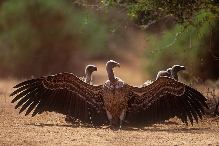 rüppells griffon vulture