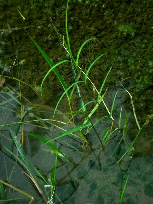  p>止血马唐(学名: i>digitaria ischaemum /i> (schreb.) schreb.