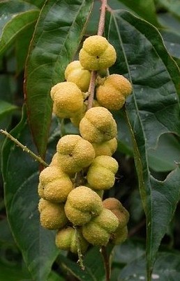 巴豆
