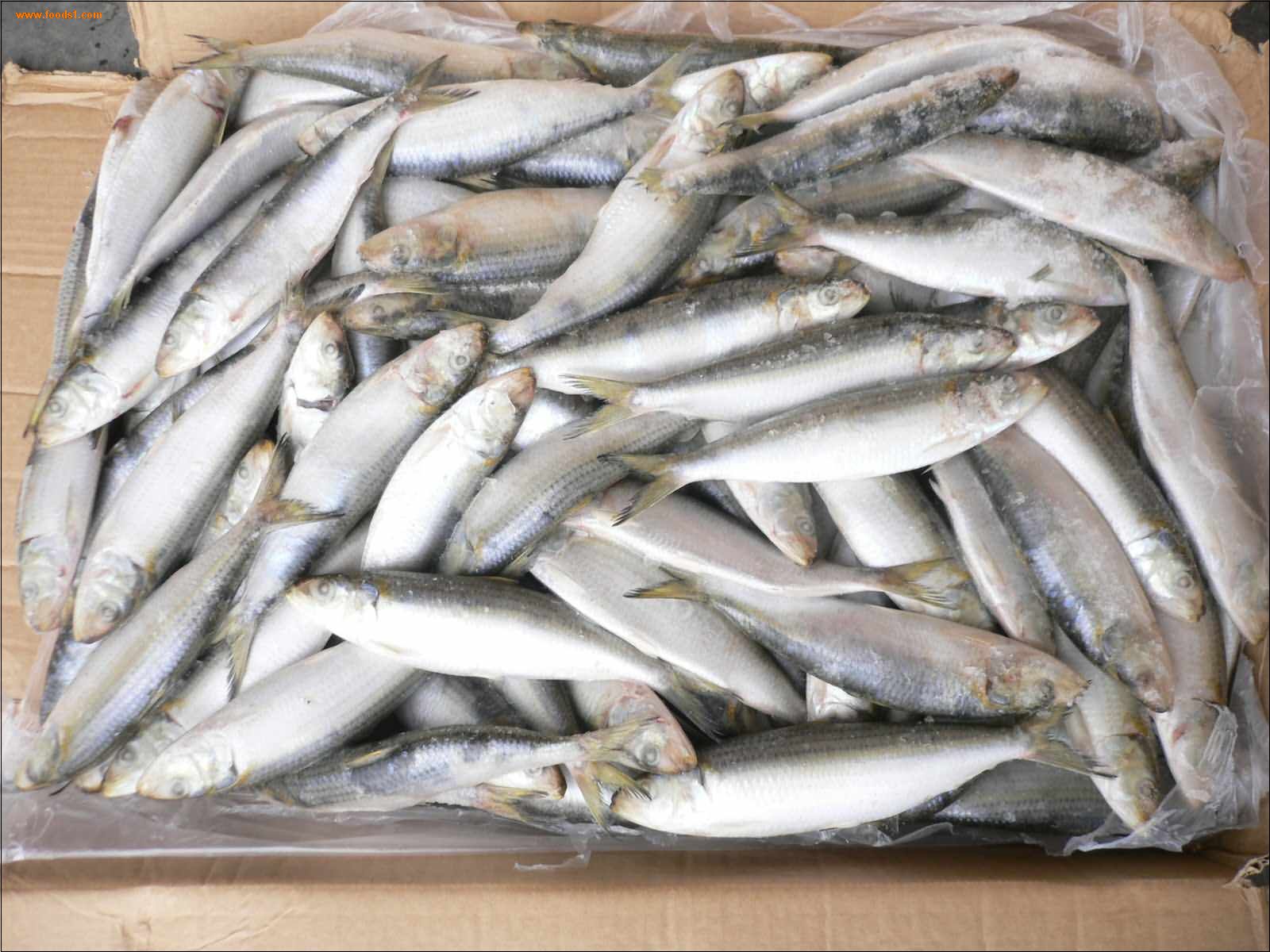  p>太平洋沙丁鱼(sardinops sagsx)是鲱鱼家族的一员.