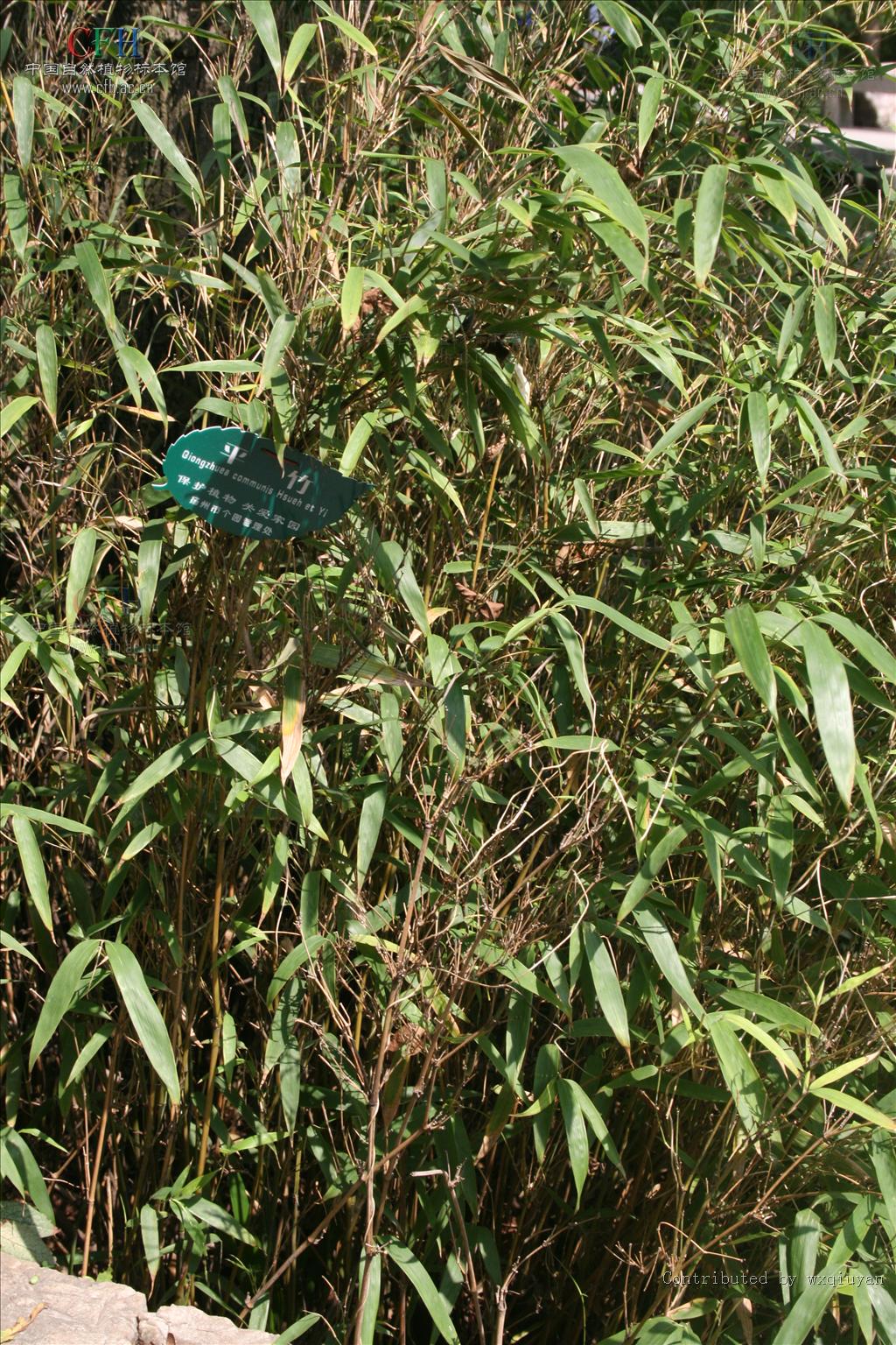 qiongzhuea communis hsueh