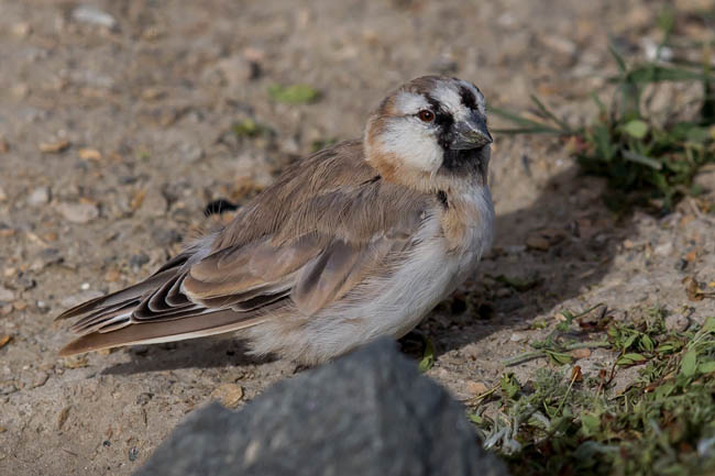  p>棕背雪雀(学名: i>pyrgilauda blanfordi /i> )为 a href="#" data