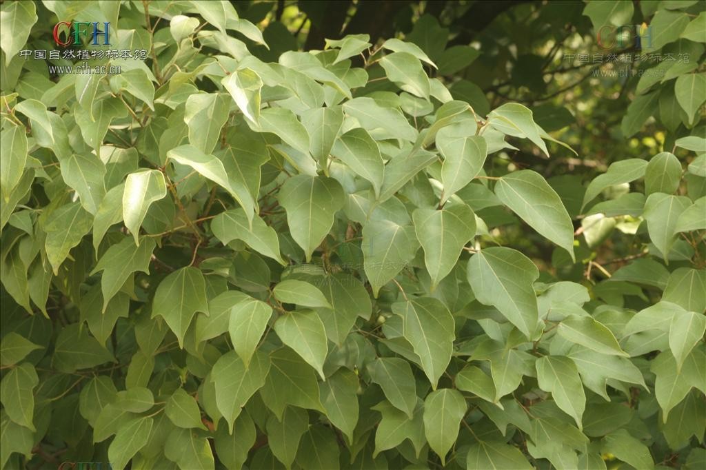  p>三角槭,别名: a target="_blank" href="/item/三角枫/3060892"