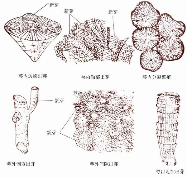 方锥珊瑚