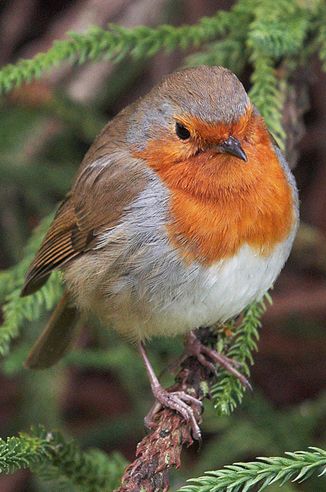 us /i>),又叫 a target="_blank" href="/item/红襟鸟">红襟鸟 /a>, a