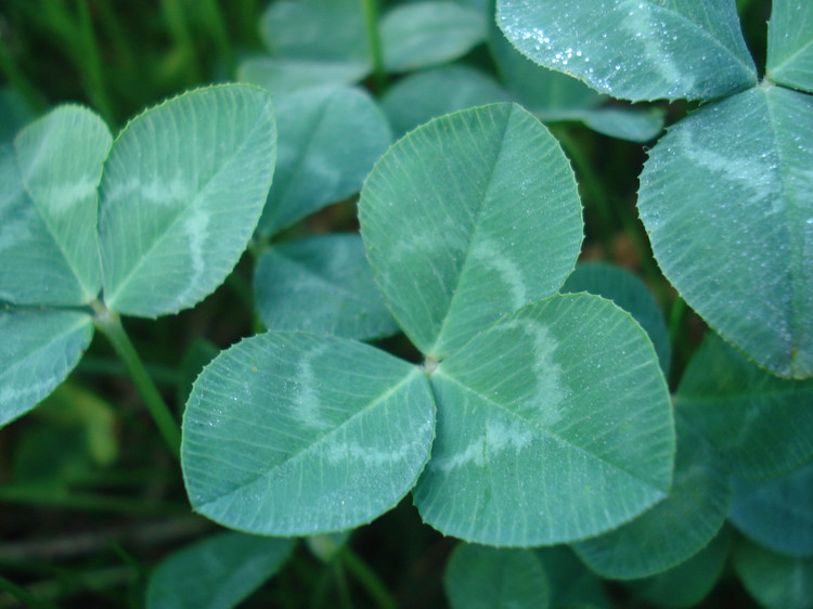 data-ctrid="tyvu1pwglicg">豆科牧草指的是豆科饲用植物组成的牧草类