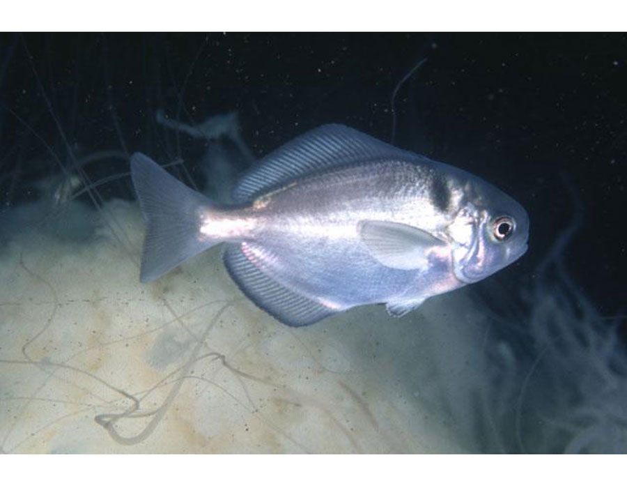  p>刺鲳(学名: i>psenopsis anomala /i>)是长鲳科,刺鲳属鱼类.