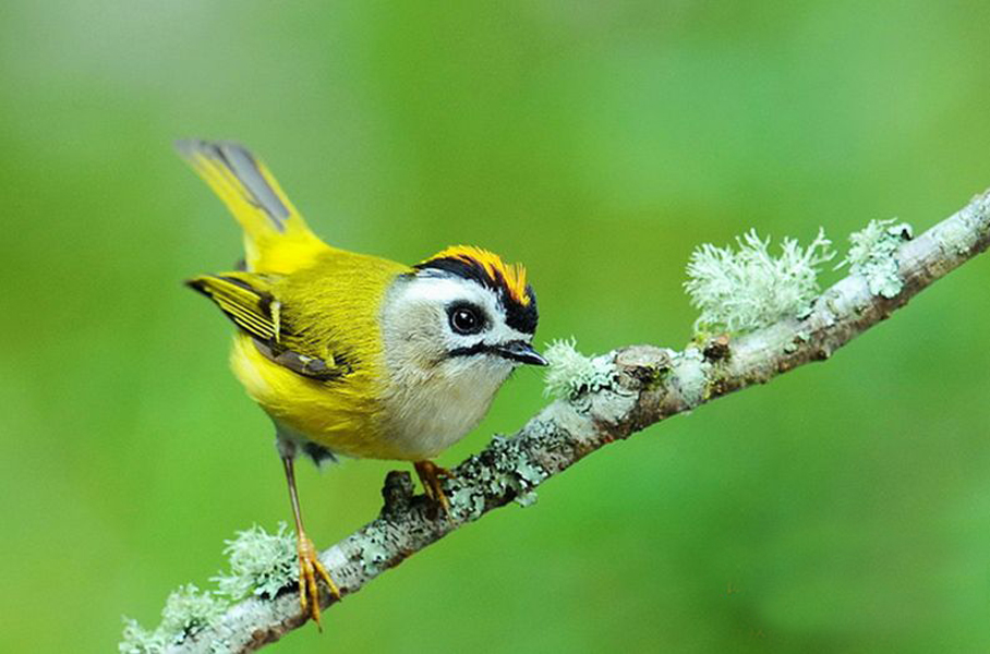  p>台湾戴菊(学名: i>regulus goodfellowi /i>)为 a href="#">戴菊科