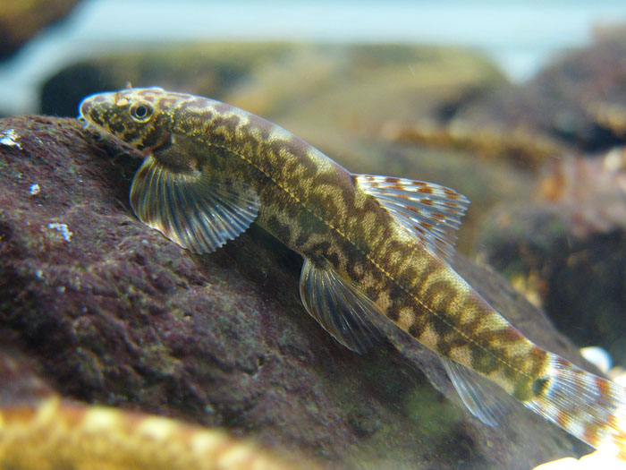 et chen, 1980), a href="#" data-lemmaid="7442272">平鳍鳅科 /a> a