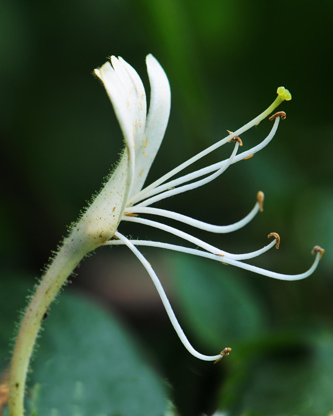 wang)是忍冬科忍冬属的植物,是中国的特有植物.