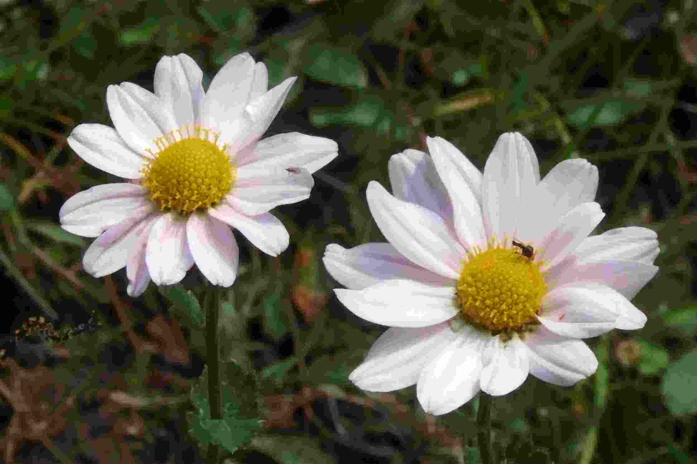  p>小红菊(学名: i>chrysanthemum chanetii /i>)为 a target="_blank