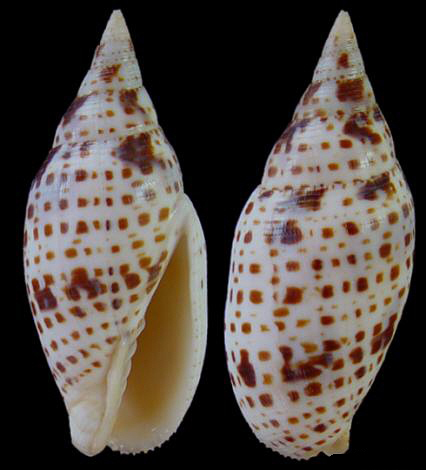  p>绯红斑笔螺是一种新腹足目,笔螺科类生物.壳色有变化.