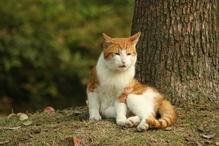  p>黄狸猫也叫 a target="_blank" href="/item/狸花猫/987844" data