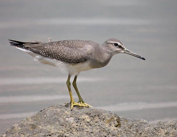 heteroscelus brevipes