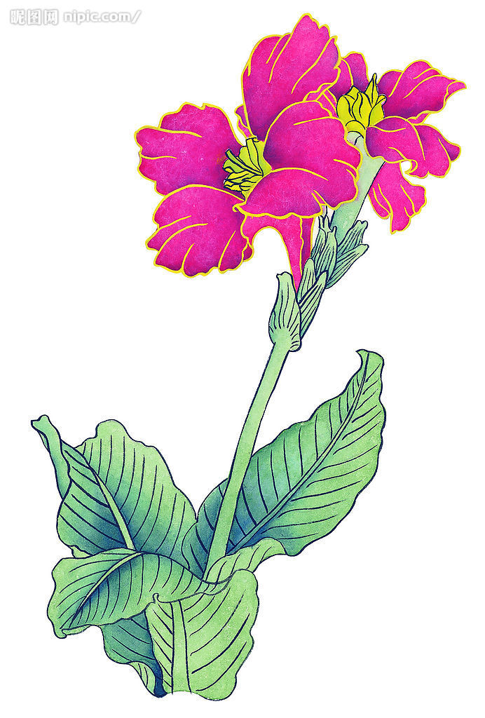 莲蕉