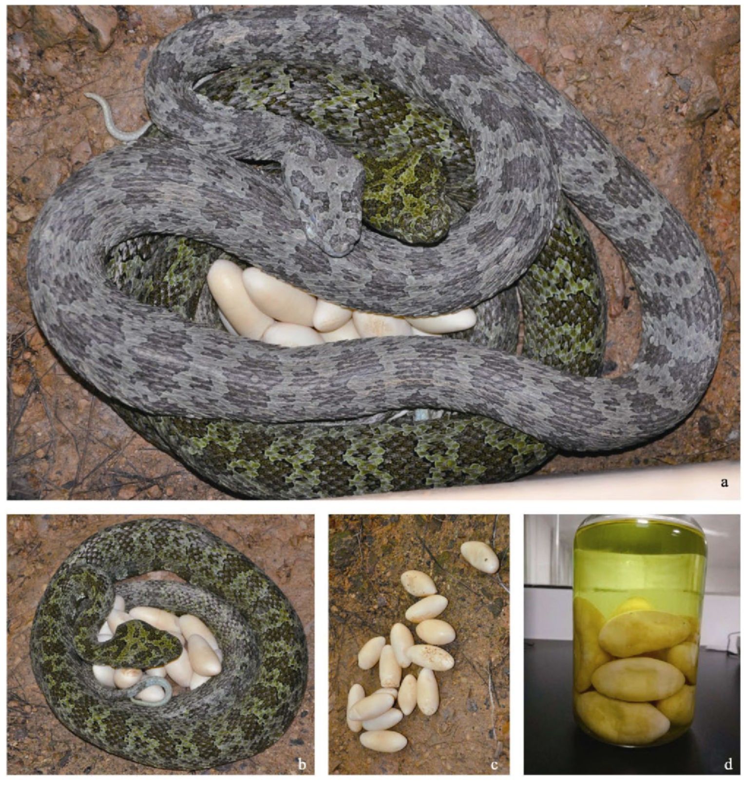 protobothrops mangshanensis)旧称莽山烙铁头蛇,是蝰科蝮亚科