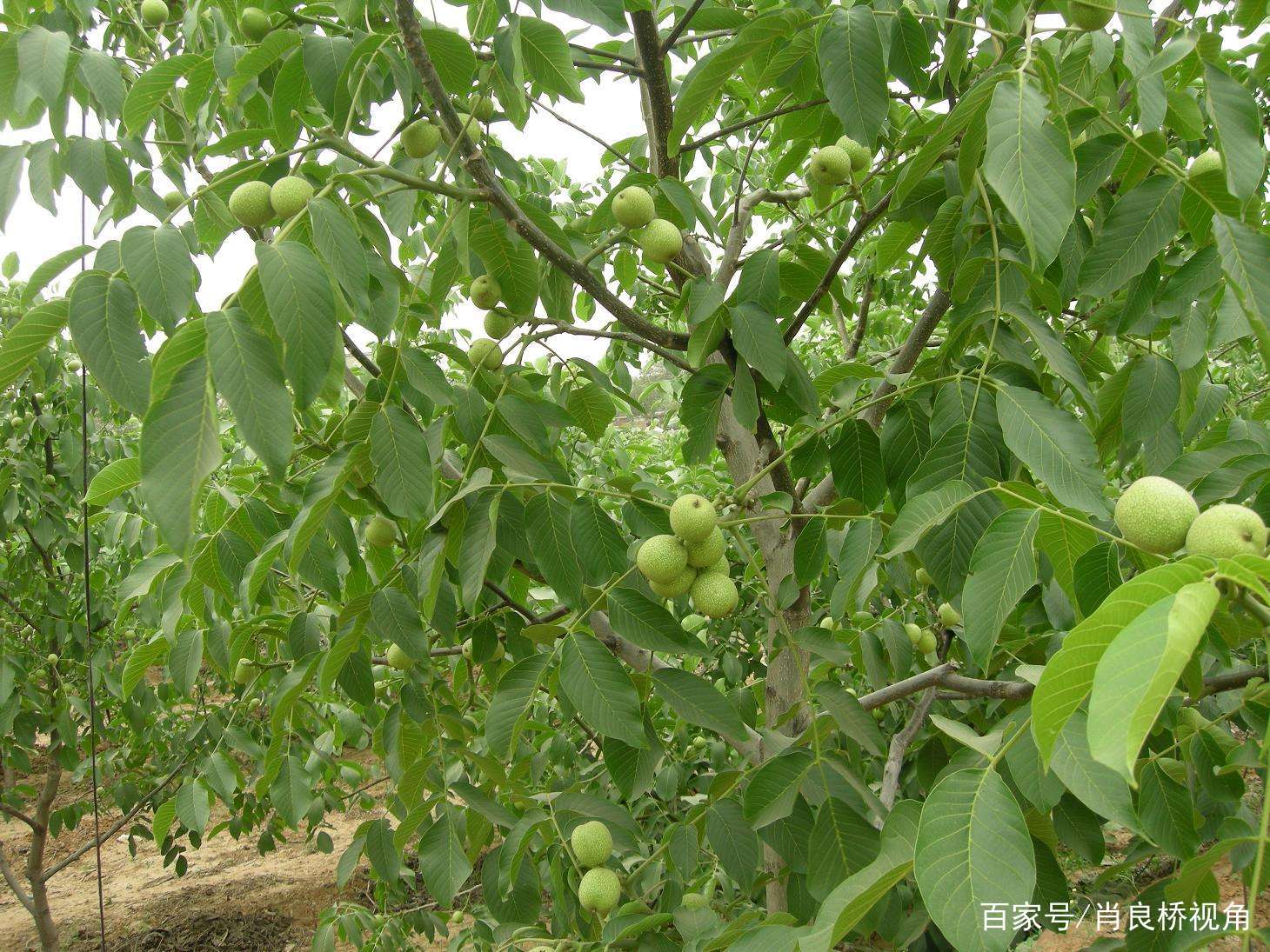 山核桃的高效栽培技术都有哪些 让我们一起来学习并掌握吧 百科ta说