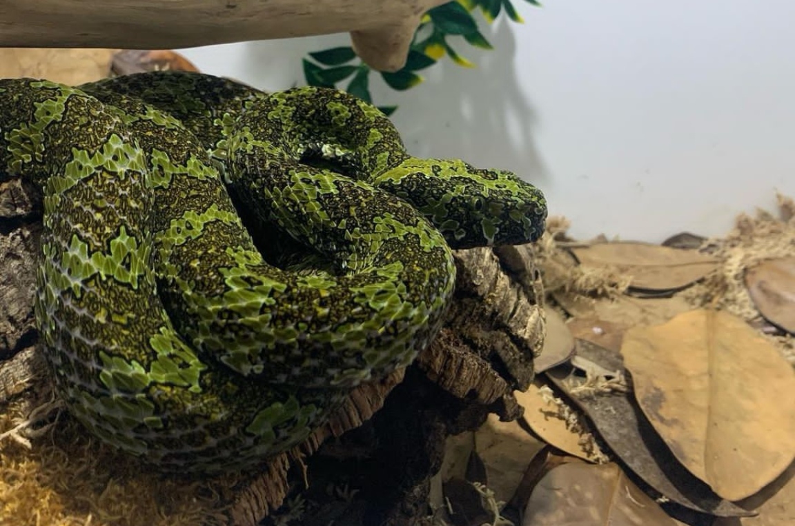  p>莽山原矛头蝮(学名: i>protobothrops mangshanensis /i>)俗名莽山