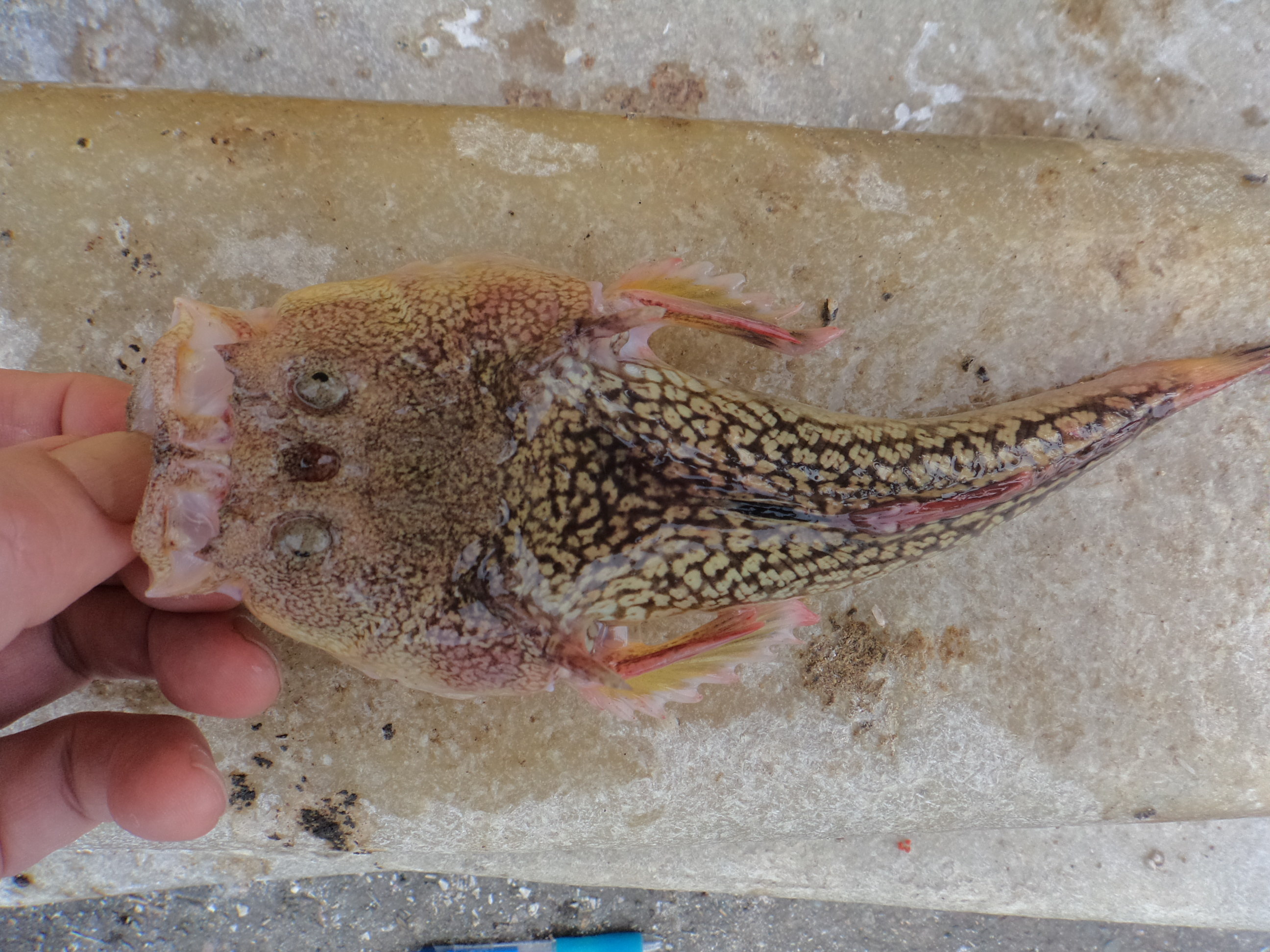  p>日本鰧(学名: i>uranoscopus japonicus /i>)是鰧科鰧属的一种鱼类