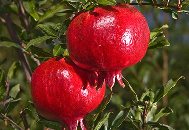  p>石榴属(学名: i>punica /i> linn.):是桃金娘目,千屈菜科的一个属.