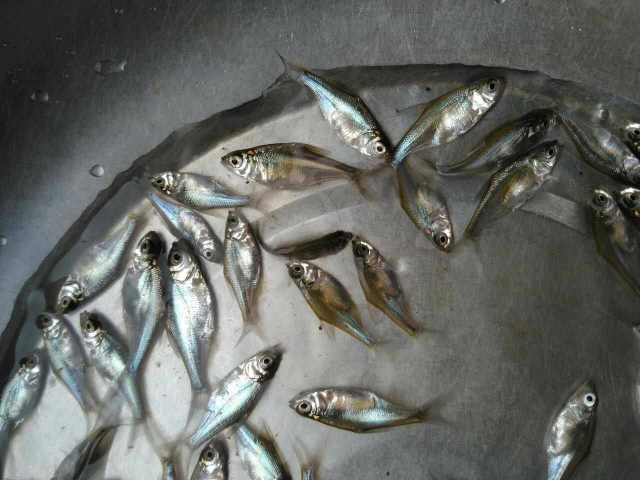 鲈鱼苗种暂养技术与优势