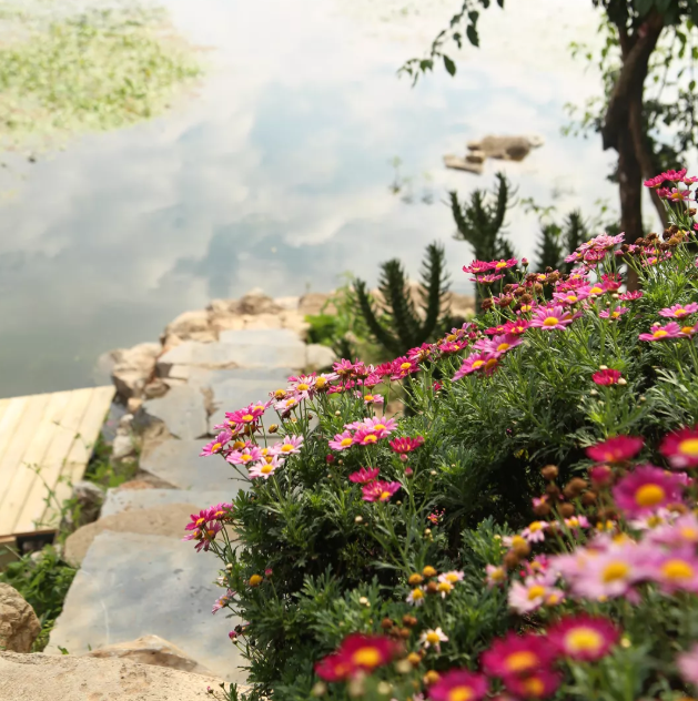 原来丹麦的国花是木茼蒿 百科ta说