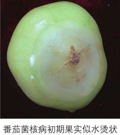 番茄菌核病