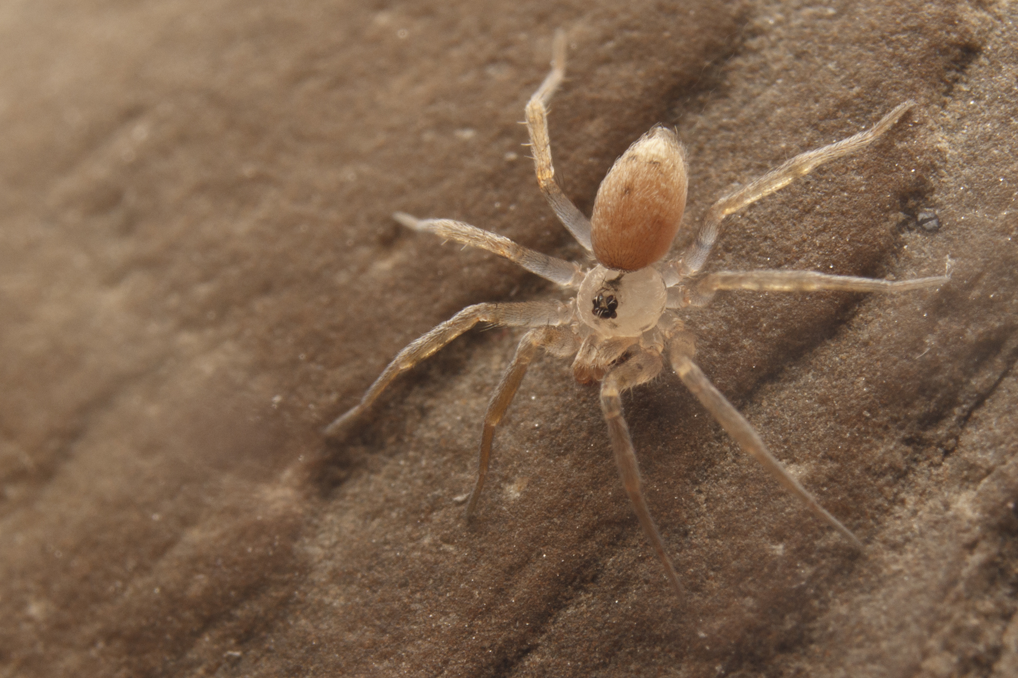 data-lemmaid="2404996">蜘蛛目 /a> 拟壁钱科动物,它背甲圆形,宽大于