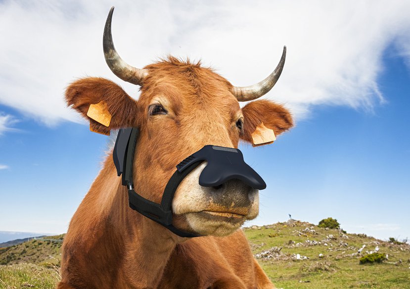 牛用减排"口罩 "