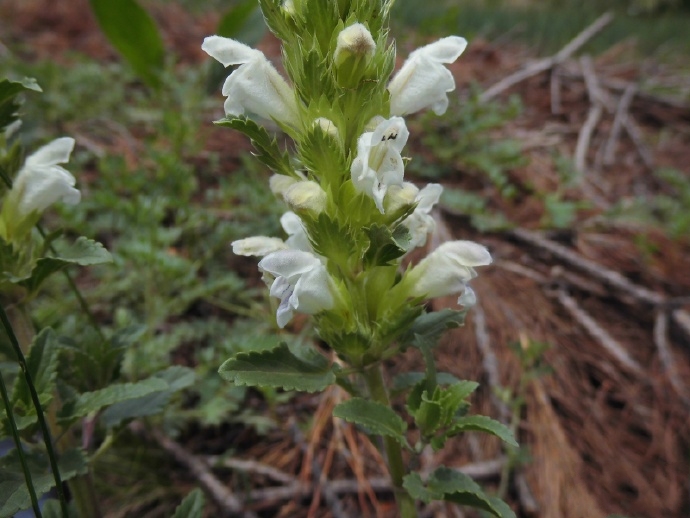  p>白花枝子花(学名: i>dracocephalum heterophyllum  /i>benth.