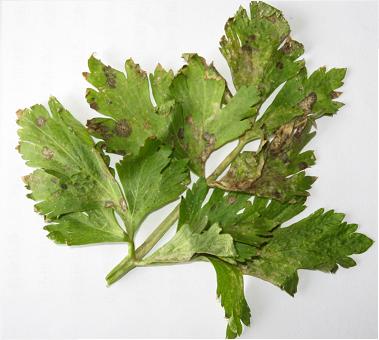 芹菜斑枯病