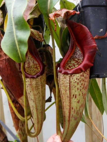  p>艾玛猪笼草( a href="#" data-lemmaid="8074290">学名 /a>