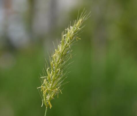 c. kuo)是禾本科,新麦草属多年生草本植物.