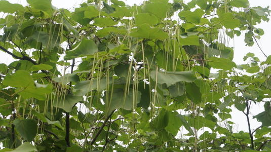 梓 居然还是种植物 百科ta说