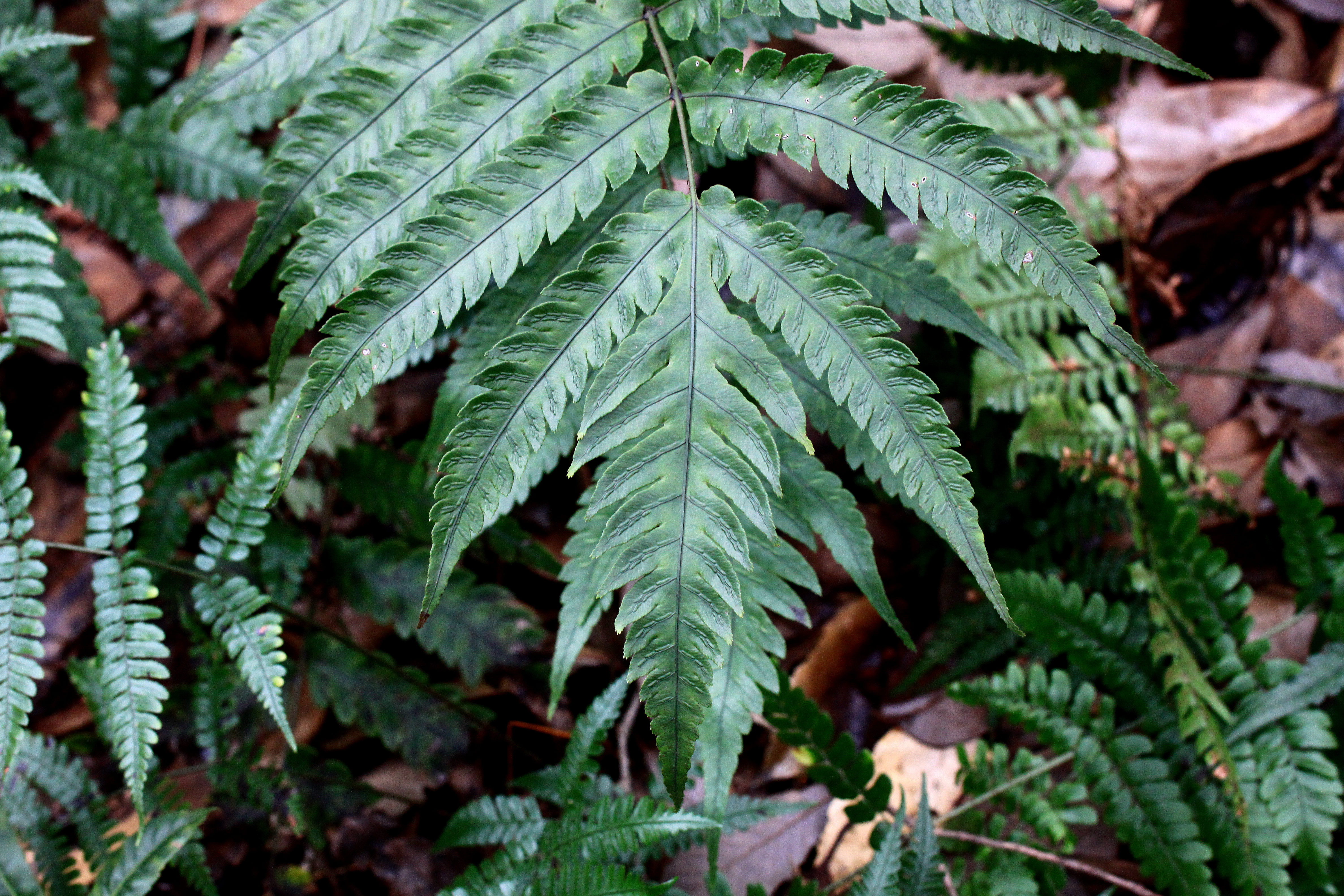 f.) sm.)是乌毛蕨科狗脊属多年生大型蕨类植物.