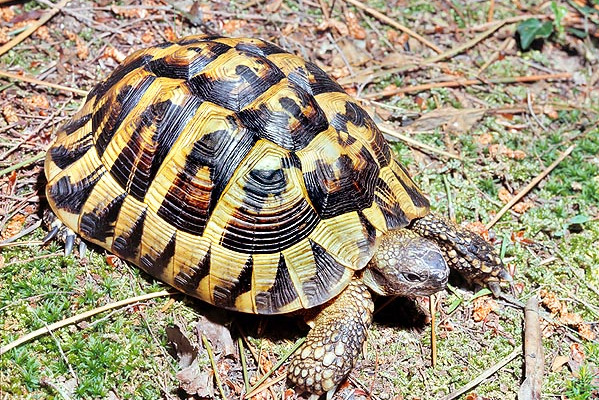  p>赫尔曼陆龟(学名: i>testudo hermanni /i>)是陆龟科,陆龟属龟类.