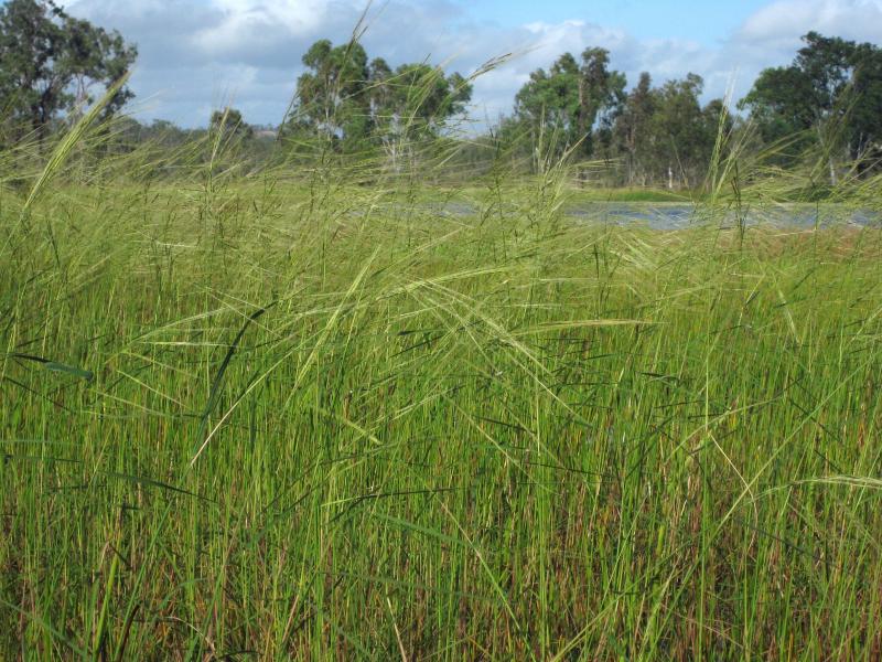  p>野生稻(学名: i>oryza rufipogon /i> griff.