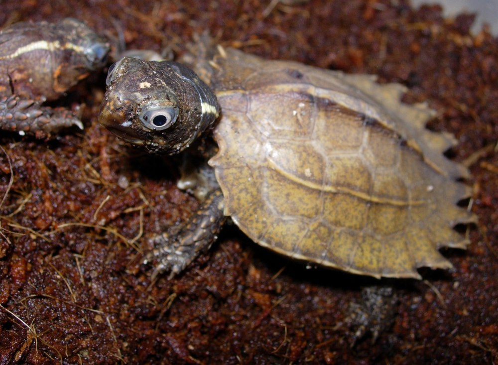  p>地龟(学名: i>geoemyda spengleri /i>)是龟科,地龟属半水栖的龟类