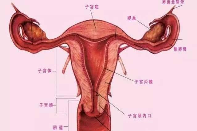  p>雌性生殖系统(female reproductive system)是雌性动物体内完成