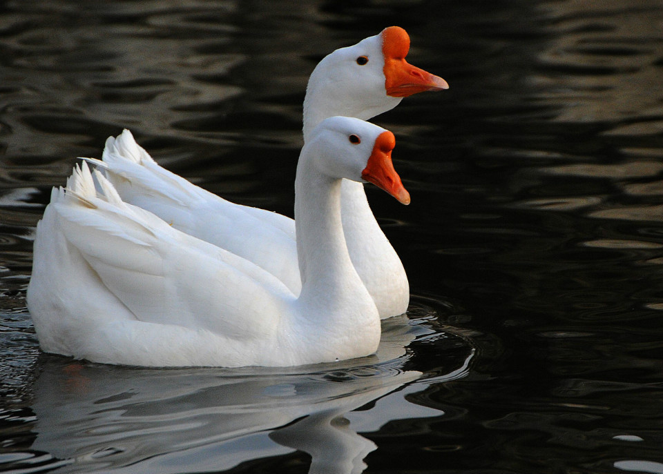  p>绥滨白鹅,黑龙江省 a target="_blank" href="/item/鹤岗市