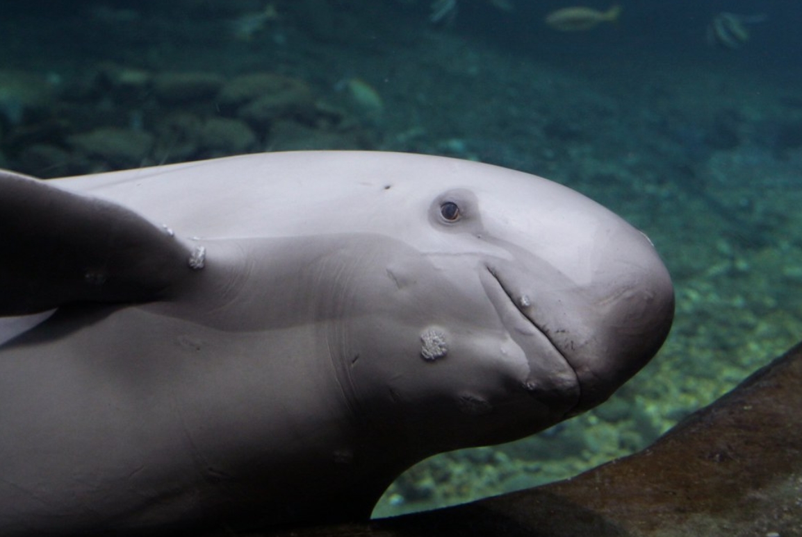 indo-pacific finless porpoise