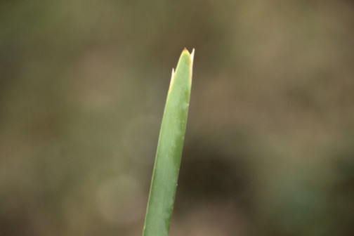 多须草_百度百科