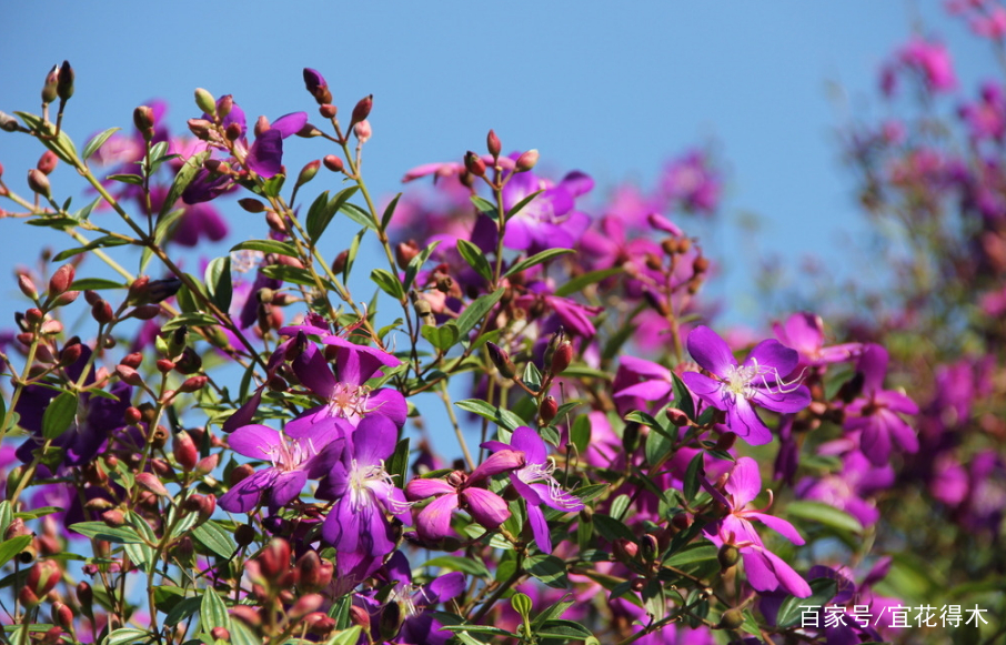 野牡丹不是牡丹 二者完全不同科属 区别很多 百科ta说
